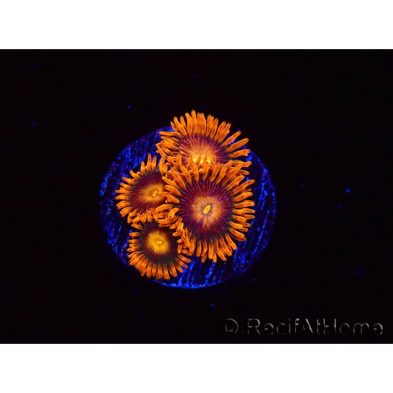 WYSIWYG - Zoanthus Orange Oxyde 2I7
