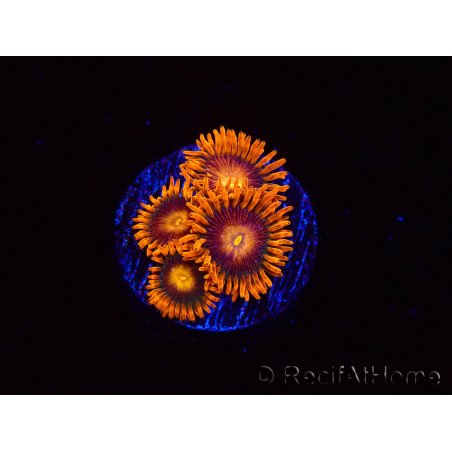 WYSIWYG - Zoanthus Orange Oxyde