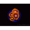 WYSIWYG - Zoanthus Orange Oxyde