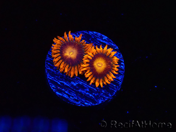 WYSIWYG - Zoanthus Orange Oxyde