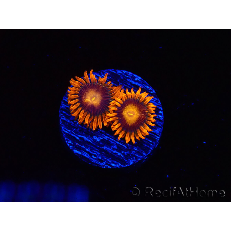 WYSIWYG - Zoanthus Orange Oxyde 2I8