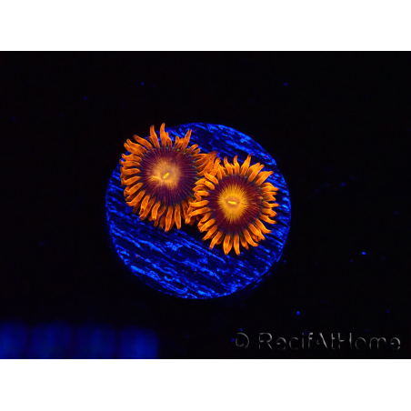 WYSIWYG - Zoanthus Orange Oxyde