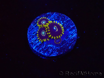 WYSIWYG - Zoanthus OG Blue Hornet 2J1