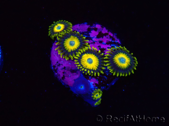 WYSIWYG Zoanthus Scrambled Eggs