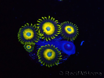 WYSIWYG Zoanthus Scrambled Eggs