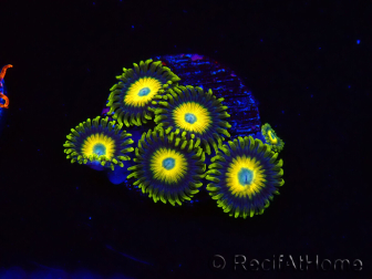 WYSIWYG Zoanthus Scrambled Eggs