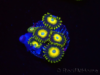 WYSIWYG Zoanthus Scrambled Eggs