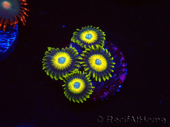 WYSIWYG Zoanthus Scrambled Eggs