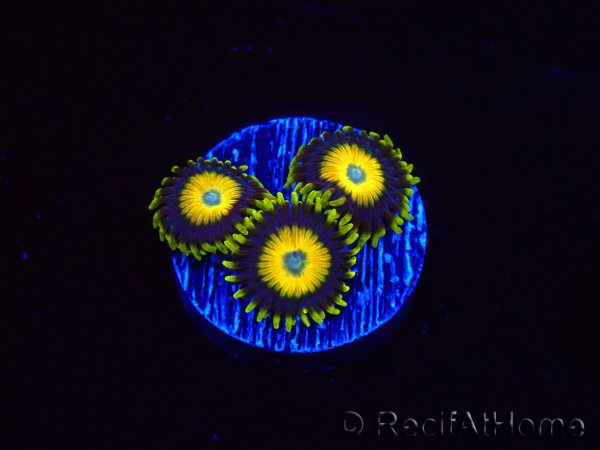 WYSIWYG Zoanthus Scrambled Eggs