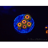 WYSIWYG - Zoanthus JF Jungle Juice 2O5