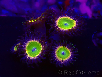 WYSIWYG - Zoanthus Tinkerbells 30A1