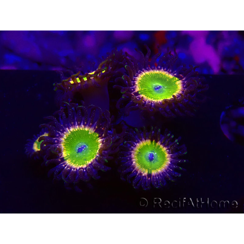 WYSIWYG - Zoanthus Tinkerbells 30A1