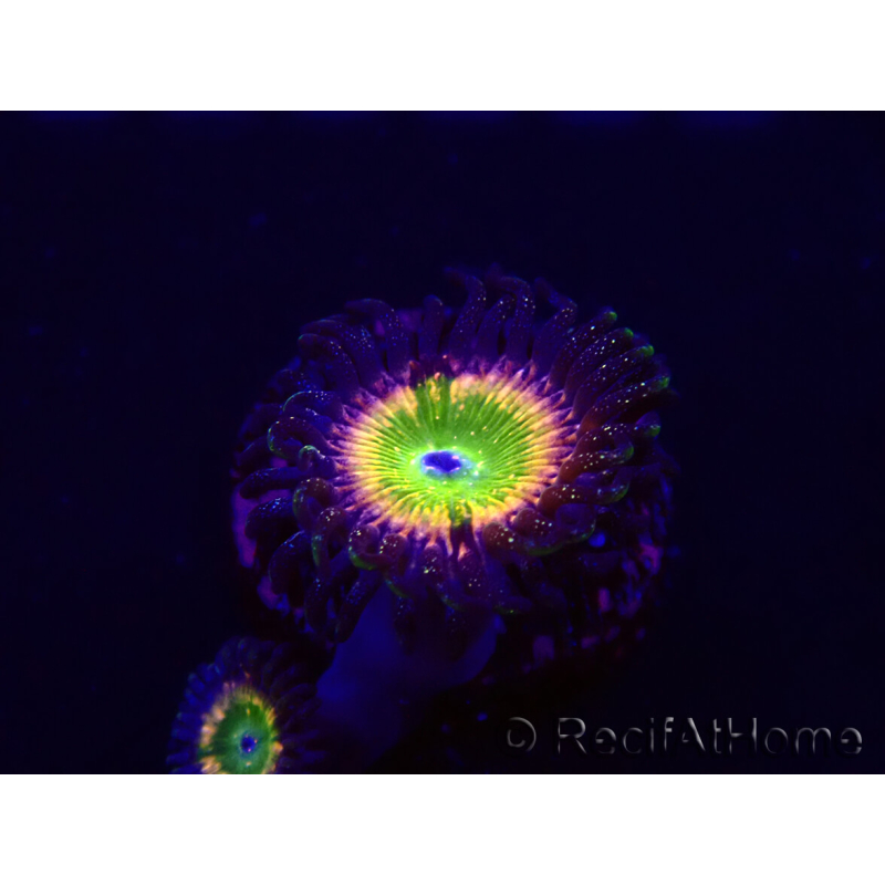 WYSIWYG - Zoanthus Tinkerbells 30A3