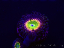 WYSIWYG - Zoanthus Tinkerbells