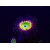 WYSIWYG - Zoanthus Tinkerbells 30A3
