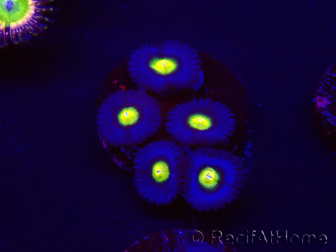 WYSIWYG - WWC Zoanthus AOI 30D9
