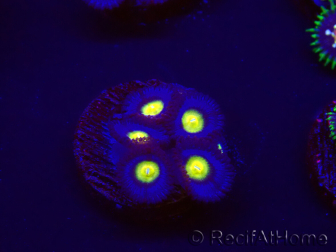 WYSIWYG - WWC Zoanthus AOI 30D11