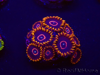 WYSIWYG - Zoanthus Red Hornet 30E1