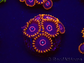WYSIWYG - Zoanthus Red Hornet 30E4