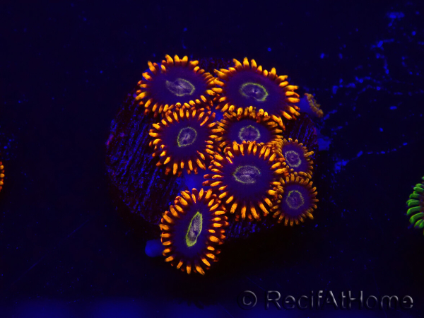 WYSIWYG - Zoanthus Rainbow Hornet