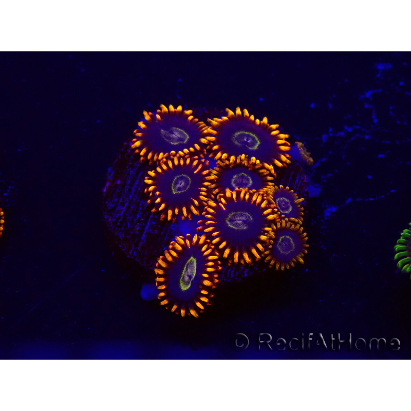 WYSIWYG - Zoanthus Rainbow Hornet 30G3