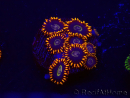 WYSIWYG - Zoanthus Rainbow Hornet