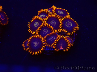WYSIWYG - Zoanthus Rainbow Hornet 30G5