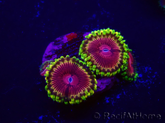 WYSIWYG - Zoanthus Fake Lime Chili 30H1