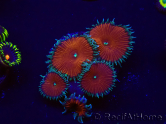WYSIWYG - Protopalythoa red death 30H9