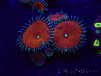 WYSIWYG - Protopalythoa red death 30H10