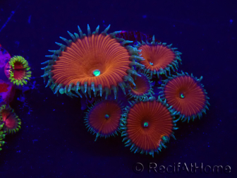 WYSIWYG - Protopalythoa red death 30H11
