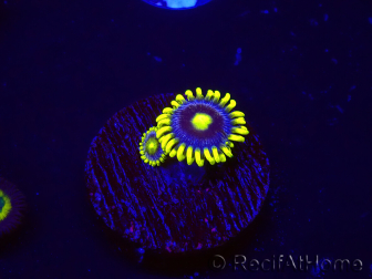 WYSIWYG - Zoanthus Corona 30K1