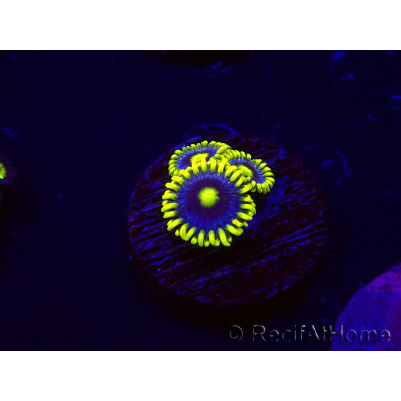 WYSIWYG - Zoanthus Corona 30K2