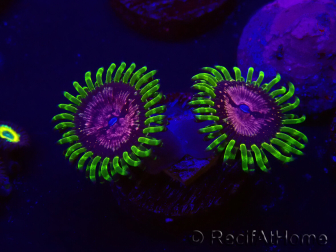 WYSIWYG - Zoanthus Pink Diamond 30