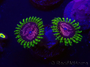WYSIWYG - Zoanthus Pink Diamond 30