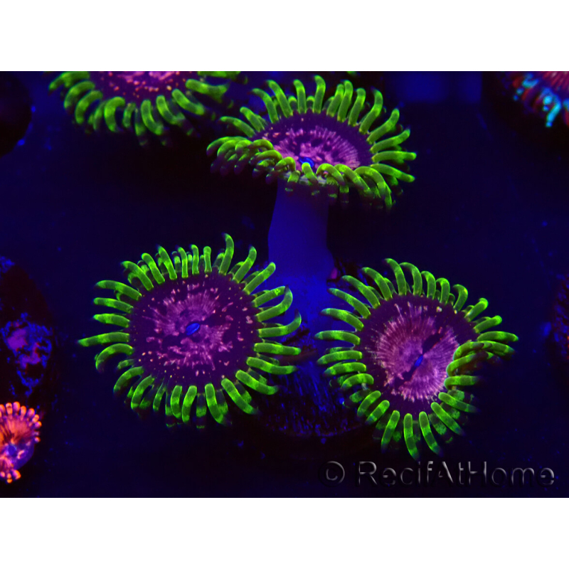 WYSIWYG - Zoanthus Pink Diamond 30L11