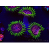 WYSIWYG - Zoanthus Pink Diamond 30