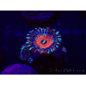 WYSIWYG - Zoanthus Blue Agave