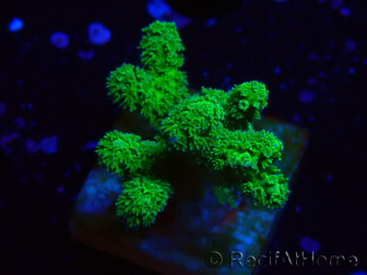 WYSIWYG Pocillopora damicormis jaune vert 1B2