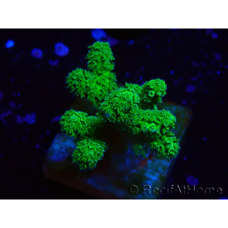 WYSIWYG Pocillopora damicornis yellow-green