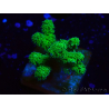 WYSIWYG Pocillopora damicornis yellow-green