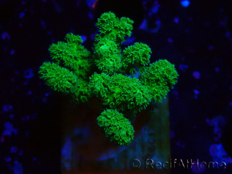 WYSIWYG Pocillopora damicornis giallo verde