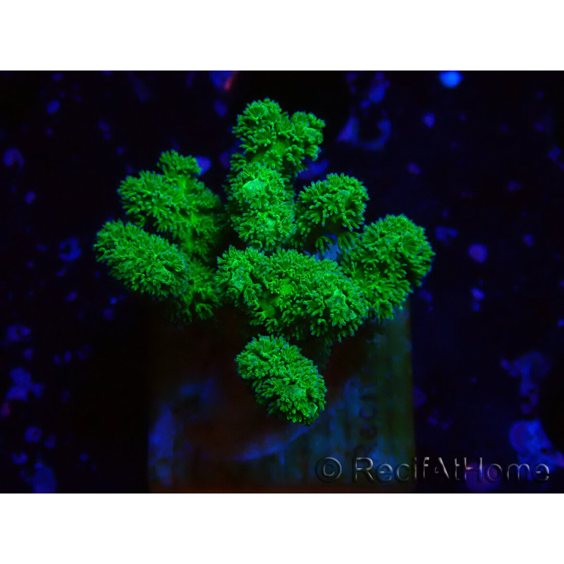 WYSIWYG Pocillopora damicornis amarillo verde