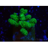 WYSIWYG Pocillopora damicornis jaune vert