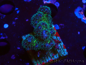 WYSIWYG Pocillopora damicornis rose 1C2
