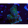WYSIWYG Pocillopora damicornis rosa