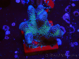 WYSIWYG Stylophora pistillata Rosa
