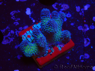 WYSIWYG Stylophora pistillata Rosa
