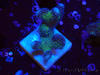 WYSIWYG Stylophora pistillata Pink 1F3