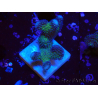 WYSIWYG Stylophora pistillata Pink